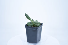 Load image into Gallery viewer, Hoya burtoniae (6)
