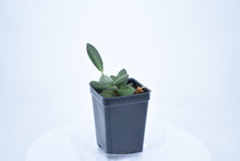 Load image into Gallery viewer, Hoya burtoniae (6)