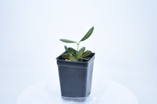 Load image into Gallery viewer, Hoya burtoniae (6)