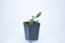 Load image into Gallery viewer, Hoya burtoniae (6)