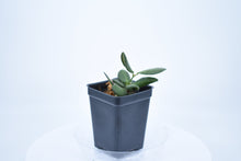 Load image into Gallery viewer, Hoya burtoniae (6)