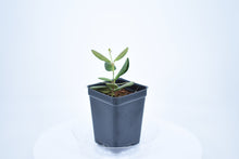 Load image into Gallery viewer, Hoya burtoniae (7)