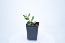 Load image into Gallery viewer, Hoya burtoniae (7)