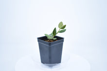 Load image into Gallery viewer, Hoya burtoniae (7)