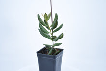 Load image into Gallery viewer, Hoya burtoniae (8)