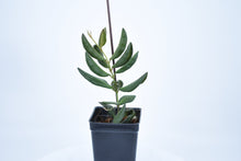 Load image into Gallery viewer, Hoya burtoniae (8)