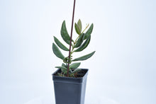 Load image into Gallery viewer, Hoya burtoniae (8)