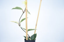 Load image into Gallery viewer, Hoya carnosa Krimson Queen (2)