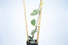 Load image into Gallery viewer, Hoya carnosa Krimson Queen (2)