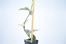 Load image into Gallery viewer, Hoya carnosa Krimson Queen (2)