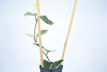 Load image into Gallery viewer, Hoya carnosa Krimson Queen (2)