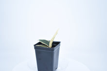 Load image into Gallery viewer, Hoya carnosa Krimson Queen (3)