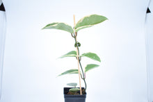 Load image into Gallery viewer, Hoya carnosa Krimson Queen (4)