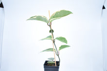 Load image into Gallery viewer, Hoya carnosa Krimson Queen (4)