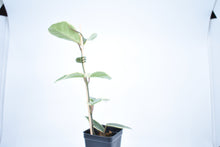 Load image into Gallery viewer, Hoya carnosa Krimson Queen (4)