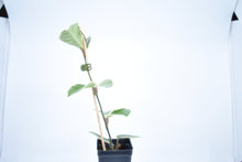 Load image into Gallery viewer, Hoya carnosa Krimson Queen (4)