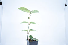 Load image into Gallery viewer, Hoya carnosa Krimson Queen (4)