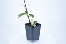 Load image into Gallery viewer, Hoya carnosa Krimson Queen (5)