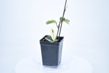 Load image into Gallery viewer, Hoya carnosa Krimson Queen (5)