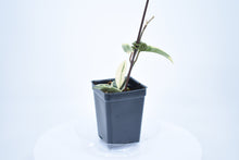 Load image into Gallery viewer, Hoya carnosa Krimson Queen (5)