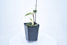 Load image into Gallery viewer, Hoya carnosa Krimson Queen (5)