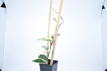 Load image into Gallery viewer, Hoya carnosa Krimson Queen (6)
