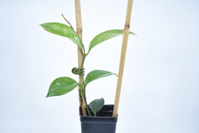 Load image into Gallery viewer, Hoya skinneriana 'Dee’s Big One' Splash (1)