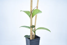 Load image into Gallery viewer, Hoya skinneriana 'Dee’s Big One' Splash (1)