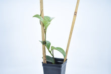 Load image into Gallery viewer, Hoya skinneriana 'Dee’s Big One' Splash (1)