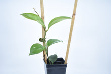 Load image into Gallery viewer, Hoya skinneriana 'Dee’s Big One' Splash (1)