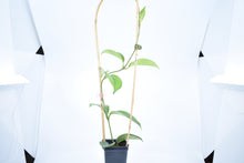 Load image into Gallery viewer, Hoya skinneriana 'Dee’s Big One' Splash (2)
