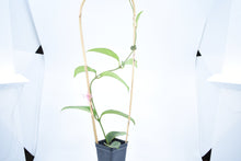 Load image into Gallery viewer, Hoya skinneriana 'Dee’s Big One' Splash (2)