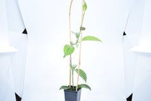 Load image into Gallery viewer, Hoya skinneriana 'Dee’s Big One' Splash (2)