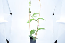 Load image into Gallery viewer, Hoya skinneriana 'Dee’s Big One' Splash (2)