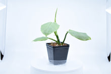 Load image into Gallery viewer, Philodendron Silver Sword