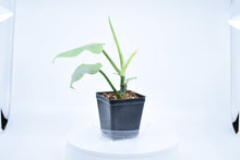 Load image into Gallery viewer, Philodendron Silver Sword