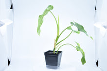 Load image into Gallery viewer, Philodendron erubescens A
