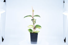 Load image into Gallery viewer, Hoya carnosa Krimson Princess