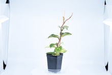 Load image into Gallery viewer, Hoya carnosa Krimson Princess