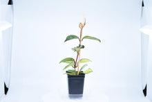 Load image into Gallery viewer, Hoya carnosa Krimson Princess