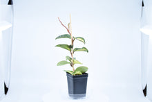 Load image into Gallery viewer, Hoya carnosa Krimson Princess