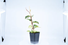 Load image into Gallery viewer, Hoya carnosa Krimson Princess