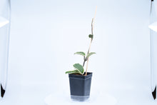 Load image into Gallery viewer, Hoya carnosa Krimson Queen