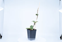 Load image into Gallery viewer, Hoya carnosa Krimson Queen