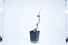Load image into Gallery viewer, Hoya carnosa Krimson Queen