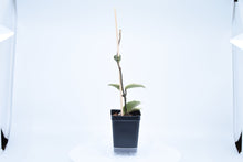 Load image into Gallery viewer, Hoya carnosa Krimson Queen