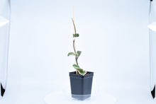 Load image into Gallery viewer, Hoya carnosa Krimson Queen