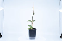 Load image into Gallery viewer, Hoya carnosa Krimson Queen