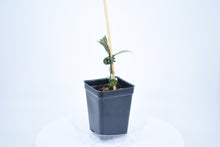 Load image into Gallery viewer, Hoya lacunosa 'Snow Caps'