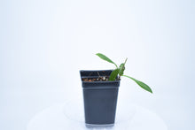 Load image into Gallery viewer, Hoya loheri (a)